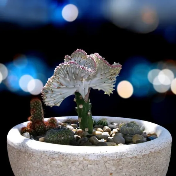 New Koralkaktus - Sæt med 2 - Euphorbia 'Lactea' - Højde 25-30cm - ⌀12cm Krukkeplanter Indendørs