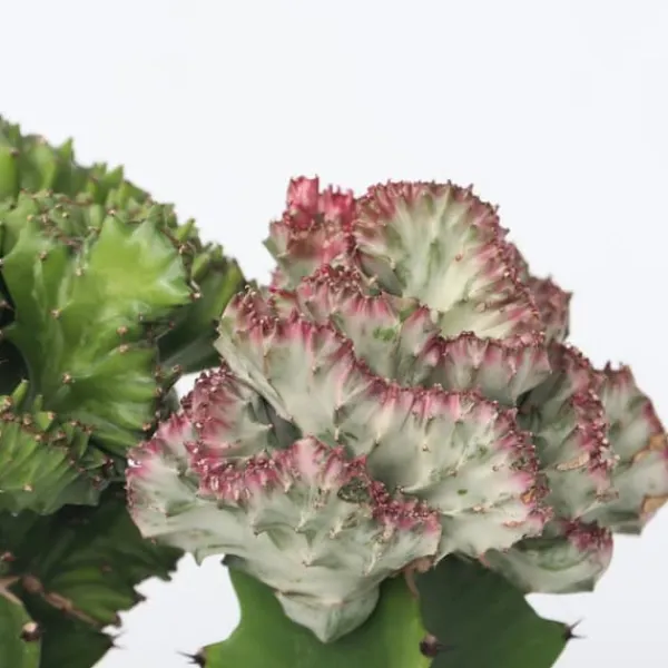 New Koralkaktus - Sæt med 2 - Euphorbia 'Lactea' - Højde 25-30cm - ⌀12cm Krukkeplanter Indendørs