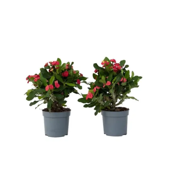 Kristi tornekrone - Sæt med 2 - Euphorbia 'Milii' - Højde 25-35cm - ⌀13cm Krukkeplanter Indendørs