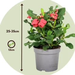 Kristi tornekrone - Sæt med 2 - Euphorbia 'Milii' - Højde 25-35cm - ⌀13cm Krukkeplanter Indendørs