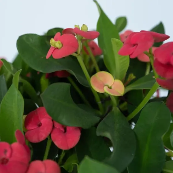 Kristi tornekrone - Sæt med 2 - Euphorbia 'Milii' - Højde 25-35cm - ⌀13cm Krukkeplanter Indendørs