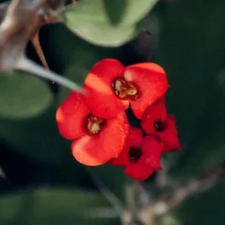 Kristi tornekrone - Sæt med 2 - Euphorbia 'Milii' - Højde 25-35cm - ⌀13cm Krukkeplanter Indendørs