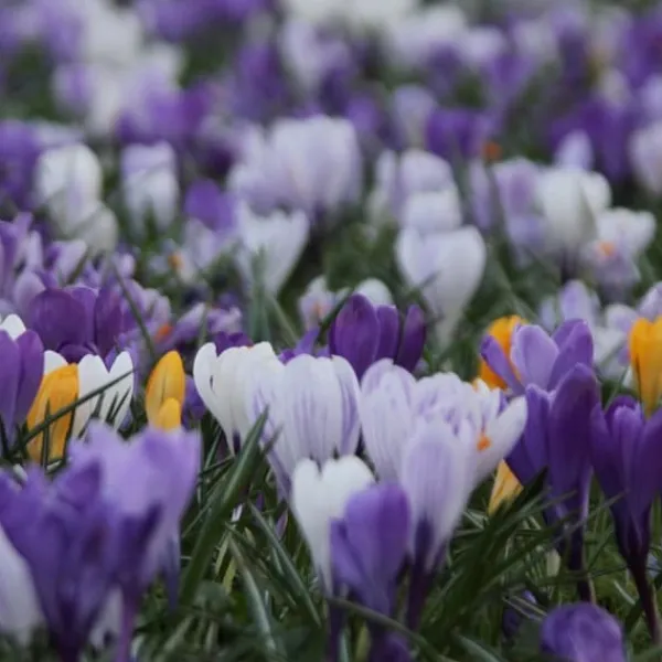 Online Krokusløg - Sæt med 30 - Crocus 'Large Flowering Mix' - Blomsterløg - Flerfarvet Frø
