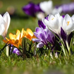 Online Krokusløg - Sæt med 30 - Crocus 'Large Flowering Mix' - Blomsterløg - Flerfarvet Frø