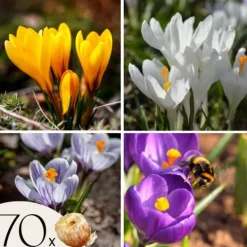 Frø^Krokusløg - Sæt med 70 - Farverige forårsblomster til haven
