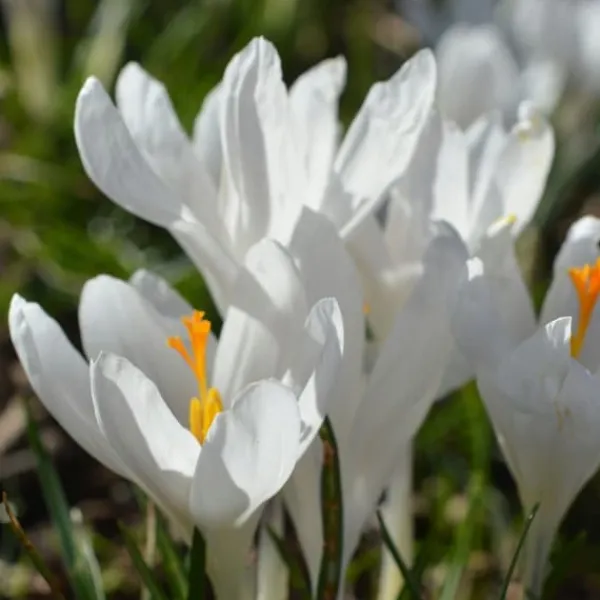 Frø^Krokusløg - Sæt med 70 - Farverige forårsblomster til haven
