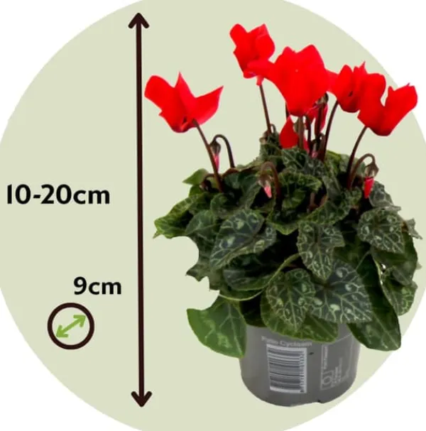 Outlet Krukkeviol - Sæt 3 - Cyclamen persicum 'Winfall Scarlet' - Højde 10-20cm - ⌀9cm Krukkeplanter Indendørs