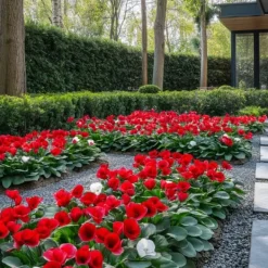 Outlet Krukkeviol - Sæt 3 - Cyclamen persicum 'Winfall Scarlet' - Højde 10-20cm - ⌀9cm Krukkeplanter Indendørs