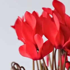 Outlet Krukkeviol - Sæt 3 - Cyclamen persicum 'Winfall Scarlet' - Højde 10-20cm - ⌀9cm Krukkeplanter Indendørs