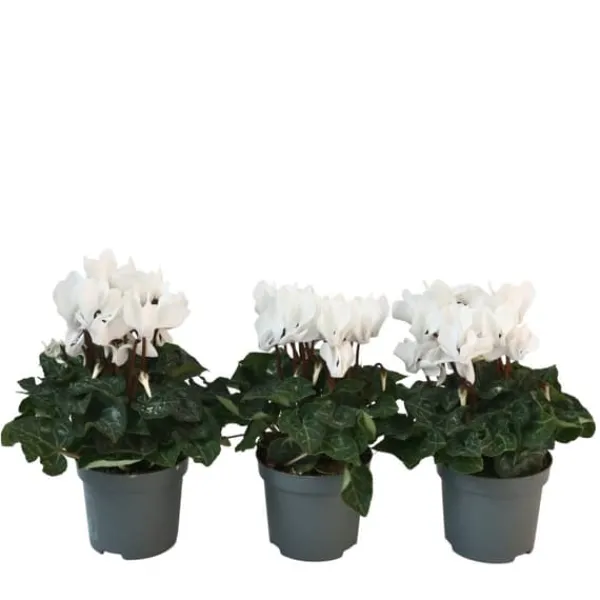 Krukkeplanter Indendørs^Krukkeviol - Sæt med 3 - Cyclamen persicum 'Metis White' - Højde 10-20cm - ⌀9cm