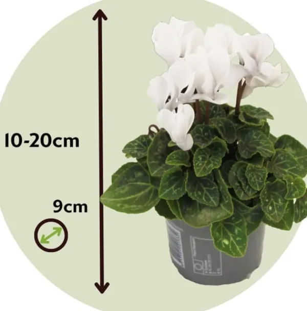 Krukkeplanter Indendørs^Krukkeviol - Sæt med 3 - Cyclamen persicum 'Metis White' - Højde 10-20cm - ⌀9cm