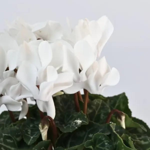 Krukkeplanter Indendørs^Krukkeviol - Sæt med 3 - Cyclamen persicum 'Metis White' - Højde 10-20cm - ⌀9cm