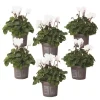 Krukkeplanter Indendørs^Krukkeviol - Sæt med 6 - Cyclamen persicum 'Metis White' - Højde 10-20cm - ⌀9cm