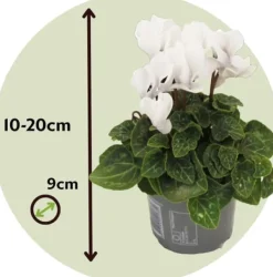 Krukkeplanter Indendørs^Krukkeviol - Sæt med 6 - Cyclamen persicum 'Metis White' - Højde 10-20cm - ⌀9cm