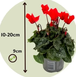 Krukkeplanter Indendørs^Krukkeviol - Sæt med 6 - Cyclamen persicum - Højde 10-20cm - ⌀9cm