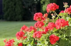 Online KRYSTALGØDNING TIL GERANIUM FORTEFOSKA CRYSTAL 250G MEGET EFFEKTIV Gødningsmidler