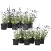 Haveplanter^Lavendel - Sæt med 12 - Lavandula angustifolia - Højde 10-15cm - ⌀11cm
