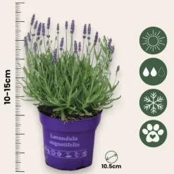 Haveplanter^Lavendel - Sæt med 12 - Lavandula angustifolia - Højde 10-15cm - ⌀11cm