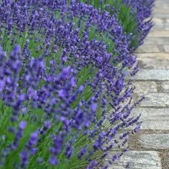 Haveplanter^Lavendel - Sæt med 12 - Lavandula angustifolia - Højde 10-15cm - ⌀11cm