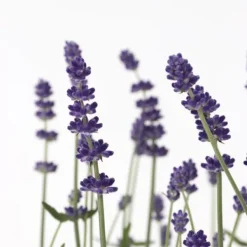 Haveplanter^Lavendel - Sæt med 12 - Lavandula angustifolia - Højde 10-15cm - ⌀11cm
