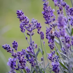 Haveplanter^Lavendel - Sæt med 12 - Lavandula angustifolia - Højde 10-15cm - ⌀11cm