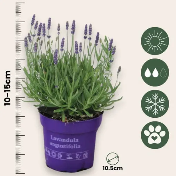 Buskads^Lavendel - Sæt med 6 - Lavandula angustifolia - Højde 10-15cm - ⌀11cm