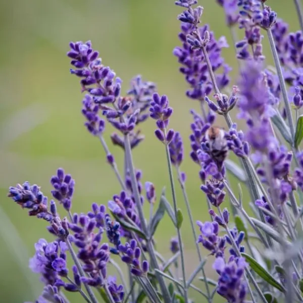 Buskads^Lavendel - Sæt med 6 - Lavandula angustifolia - Højde 10-15cm - ⌀11cm