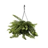 Clearance Læbestiftplante - Aeschynanthus pulcher - Højde 20-30cm - ⌀15cm Krukkeplanter Indendørs