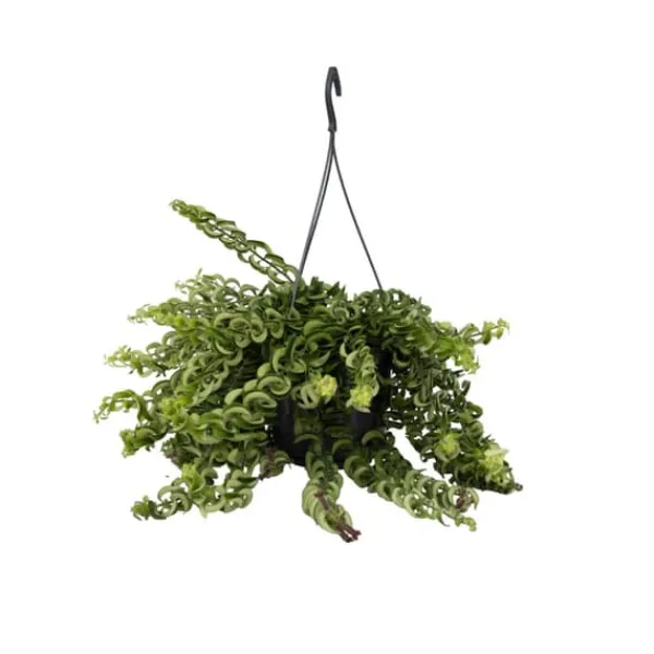 Clearance Læbestiftplante - Aeschynanthus pulcher - Højde 20-30cm - ⌀15cm Krukkeplanter Indendørs