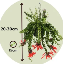 Clearance Læbestiftplante - Aeschynanthus pulcher - Højde 20-30cm - ⌀15cm Krukkeplanter Indendørs