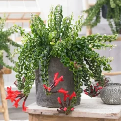 Clearance Læbestiftplante - Aeschynanthus pulcher - Højde 20-30cm - ⌀15cm Krukkeplanter Indendørs