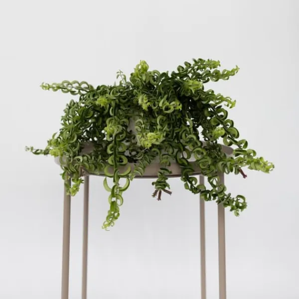 Clearance Læbestiftplante - Aeschynanthus pulcher - Højde 20-30cm - ⌀15cm Krukkeplanter Indendørs