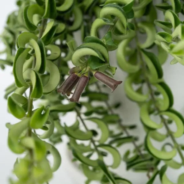 Clearance Læbestiftplante - Aeschynanthus pulcher - Højde 20-30cm - ⌀15cm Krukkeplanter Indendørs