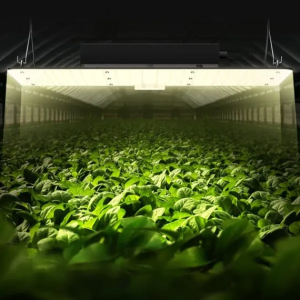 Online LED Vækstlys, 200 W fuldspektret dæmpbar, højtydende Samsung dioder til indendørs planter i væksttelt. Daisy chain driver til 2x4/3x3 ft. Kit Til Plante- & Urtedyrkning