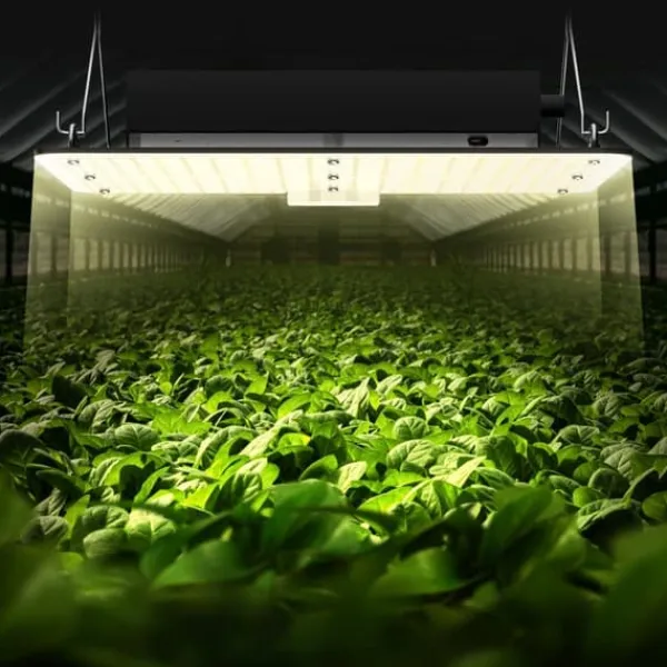 Best LED Vækstlys, 150W fuldspektrum dæmpbar, kraftfulde Samsung dioder til indendørs planter og drivhus. Daisy Chain driver til 3x3 ft telt. Kit Til Plante- & Urtedyrkning