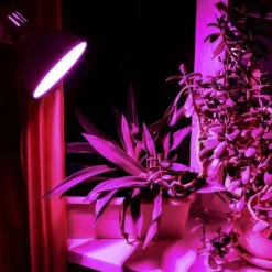 Clearance LED-pære til plantedyrkning VIDEX-E27-A60-8W-FITO Kit Til Plante- & Urtedyrkning