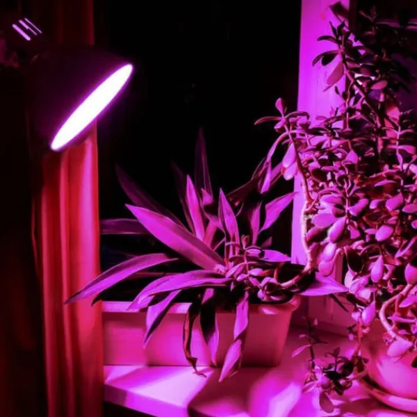 Clearance LED-pære til plantedyrkning VIDEX-E27-A60-8W-FITO Kit Til Plante- & Urtedyrkning
