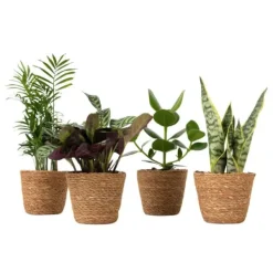 Krukkeplanter Indendørs^Letplejede stueplanter - Sæt med 4 inkl. kurv - Højde 25–40cm - ⌀12cm