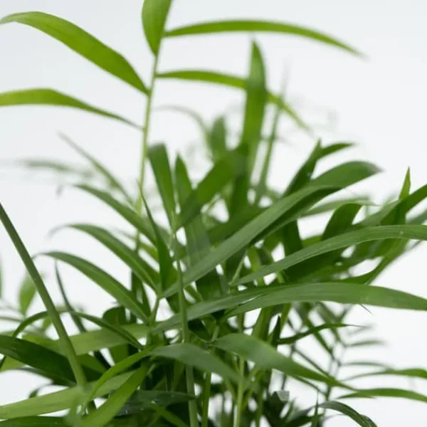 Krukkeplanter Indendørs^Letplejede stueplanter - Sæt med 4 inkl. kurv - Højde 25–40cm - ⌀12cm