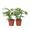 Lille monstera - Sæt med 2 - Rhaphidophora tetrasperma - Højde 20-30cm - ⌀12cm Krukkeplanter Indendørs