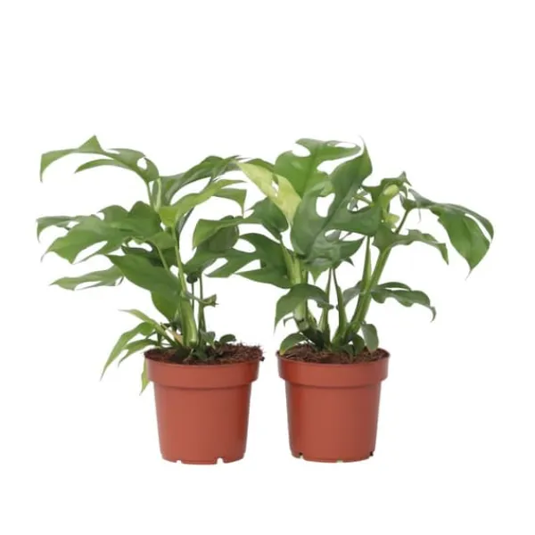 Lille monstera - Sæt med 2 - Rhaphidophora tetrasperma - Højde 20-30cm - ⌀12cm Krukkeplanter Indendørs