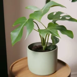Lille monstera - Sæt med 2 - Rhaphidophora tetrasperma - Højde 20-30cm - ⌀12cm Krukkeplanter Indendørs