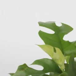 Lille monstera - Sæt med 2 - Rhaphidophora tetrasperma - Højde 20-30cm - ⌀12cm Krukkeplanter Indendørs