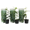 Discount Lime - Sæt med 3 - Citrus aurantifolia - Højde 25-40cm - ⌀9cm Træ