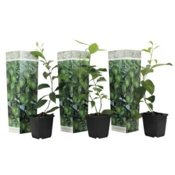Discount Lime - Sæt med 3 - Citrus aurantifolia - Højde 25-40cm - ⌀9cm Træ