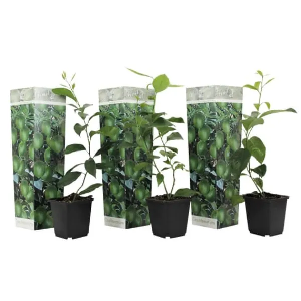Discount Lime - Sæt med 3 - Citrus aurantifolia - Højde 25-40cm - ⌀9cm Træ