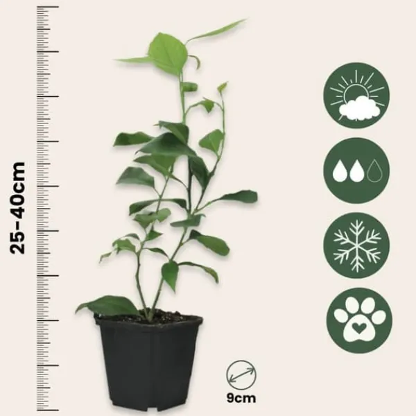 Discount Lime - Sæt med 3 - Citrus aurantifolia - Højde 25-40cm - ⌀9cm Træ