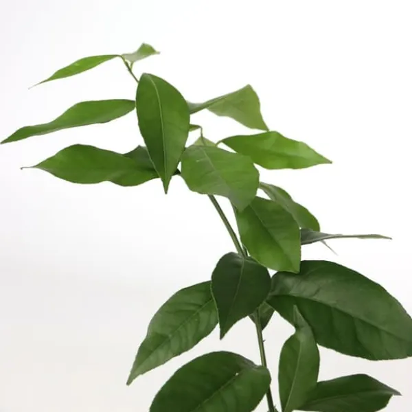 Discount Lime - Sæt med 3 - Citrus aurantifolia - Højde 25-40cm - ⌀9cm Træ