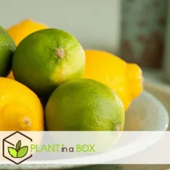 Discount Lime - Sæt med 3 - Citrus aurantifolia - Højde 25-40cm - ⌀9cm Træ