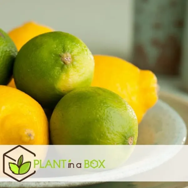 Discount Lime - Sæt med 3 - Citrus aurantifolia - Højde 25-40cm - ⌀9cm Træ